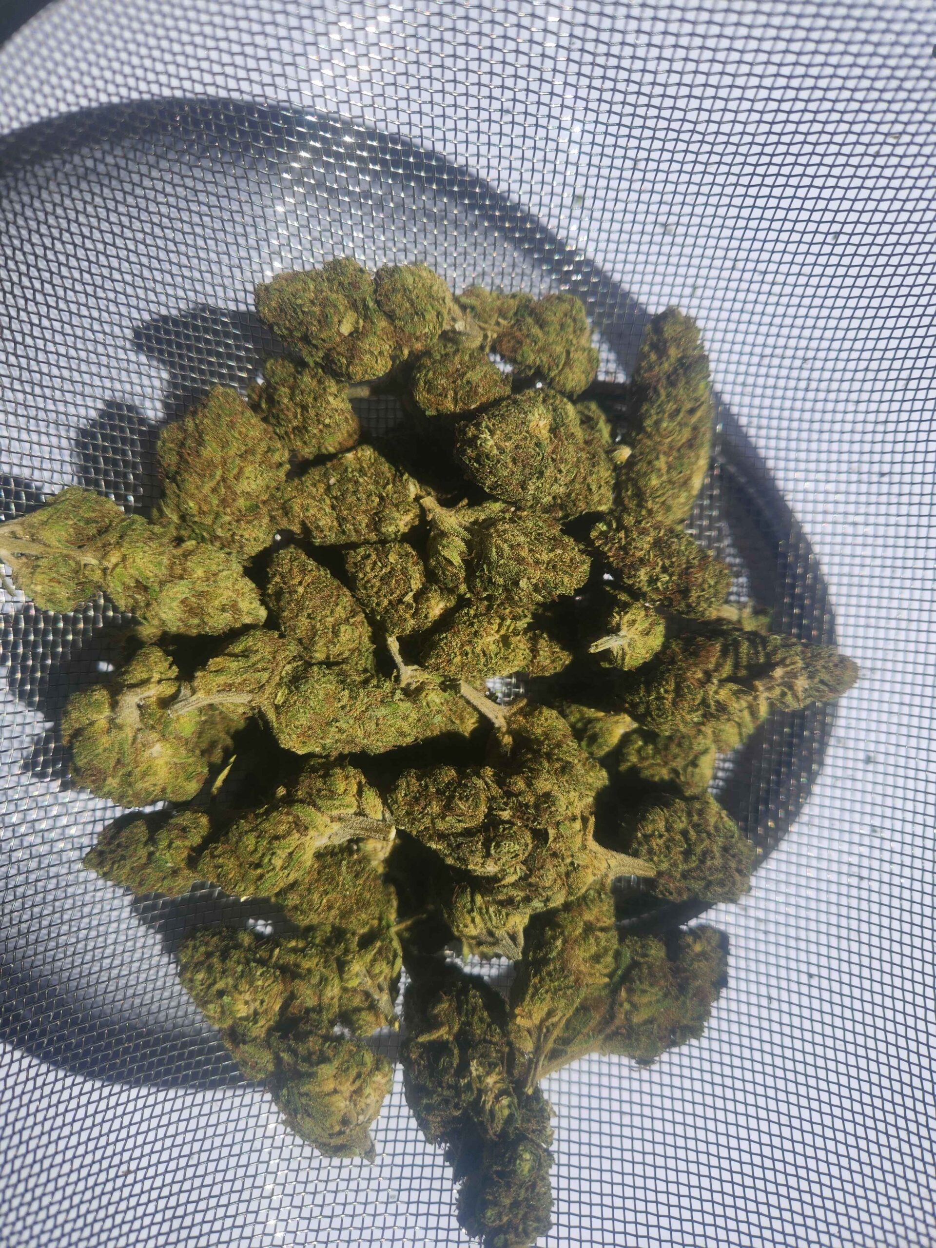 Fleurs CBD Royal Cheese