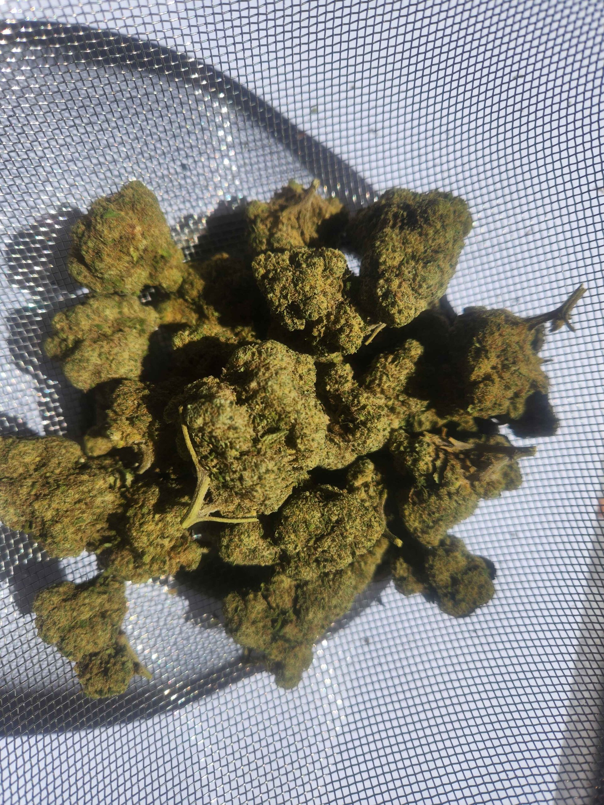FleursCBDCandyKush