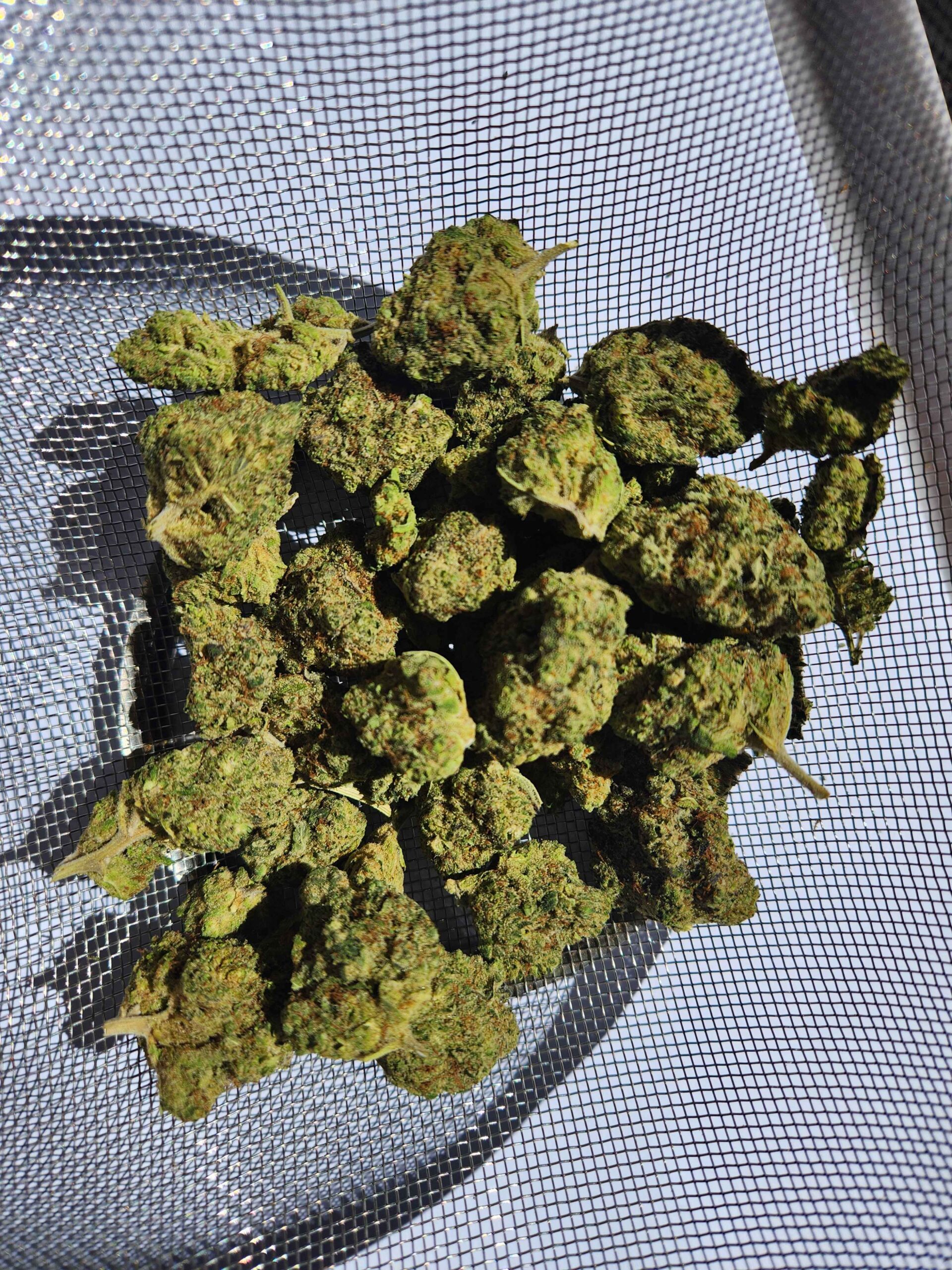 Fleurs CBD Northern Light