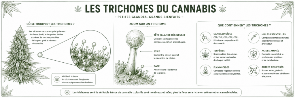 clegal trichome