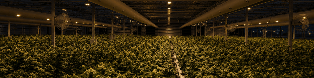 greenhouseclegal